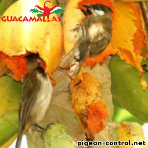 Birds eating fruits