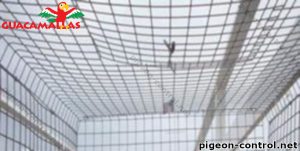 The pigeon net installed in a pigeon cage 