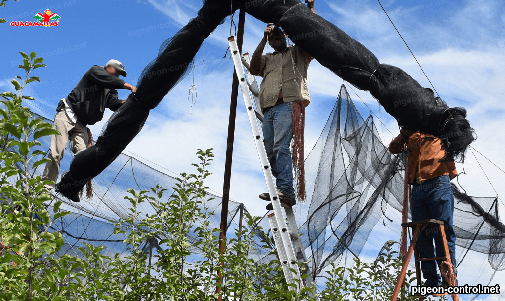 workers installing bird net in a field