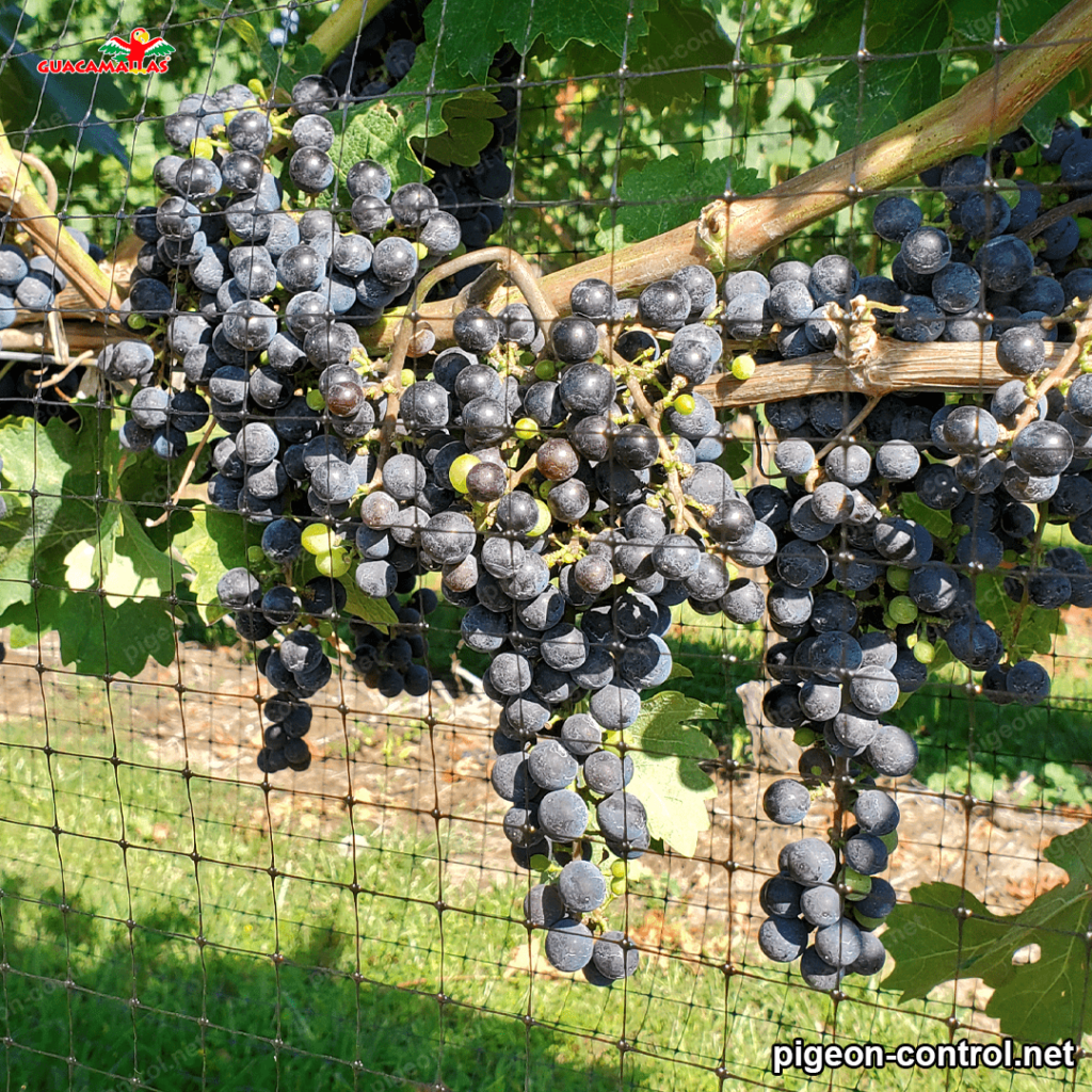 Grapes with anti bird net