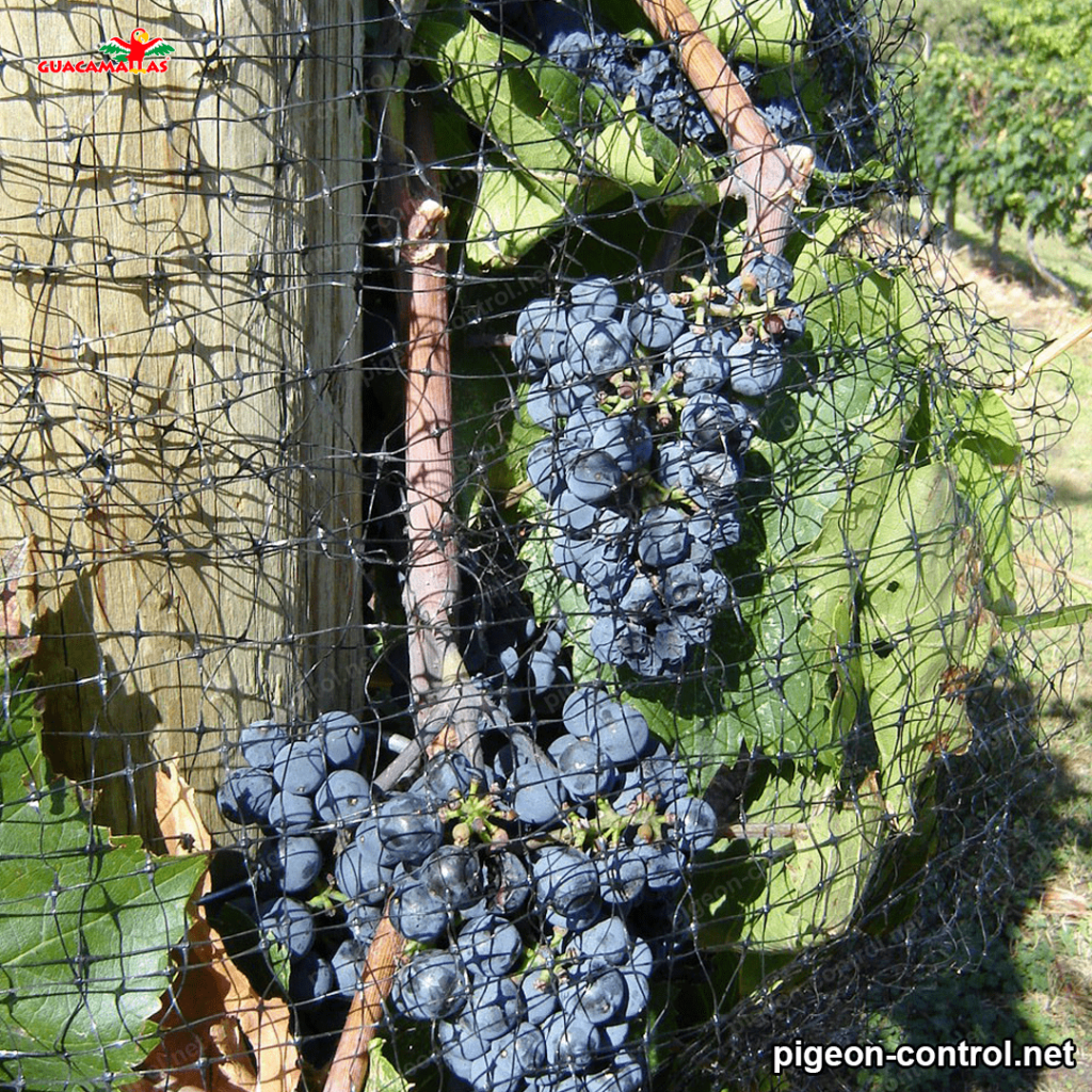 Grapes protected by bird netting