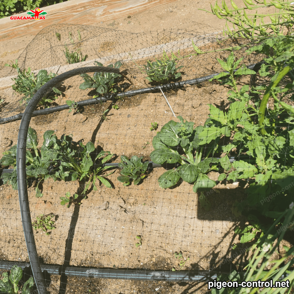 small microtunnel with anti-bird netting 